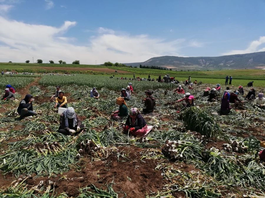 PAZARCIKTA SARIMSAK HASADI BAŞLADI…