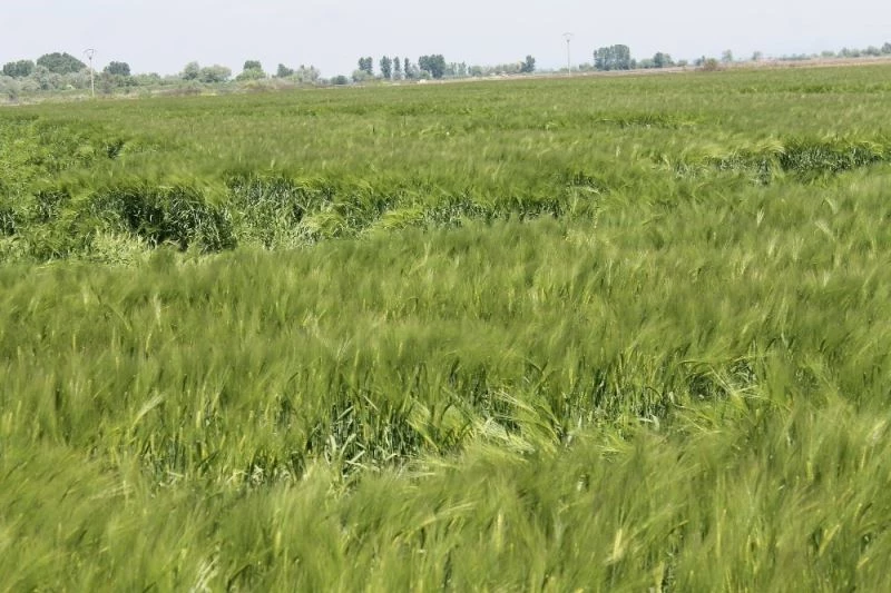 Aşırı sıcaklar hububat üretimini olumsuz etkileyecek
