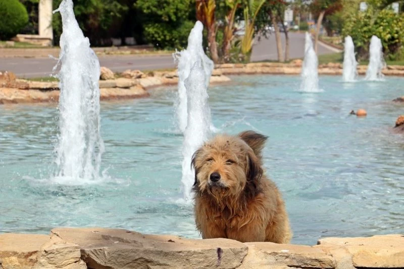 Antalya’da dereceler 37’yi gösterdi, sokak köpekleri ve kargalar süs havuzunda serinledi
