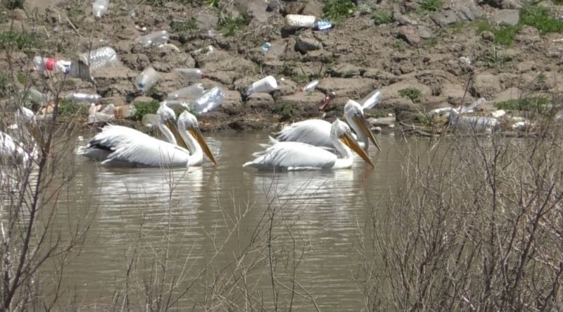 Kars’ta pelikanların avlanması kameralara yansıdı
