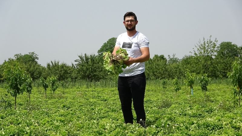 Köylünün marulu tarlada çürüdü
