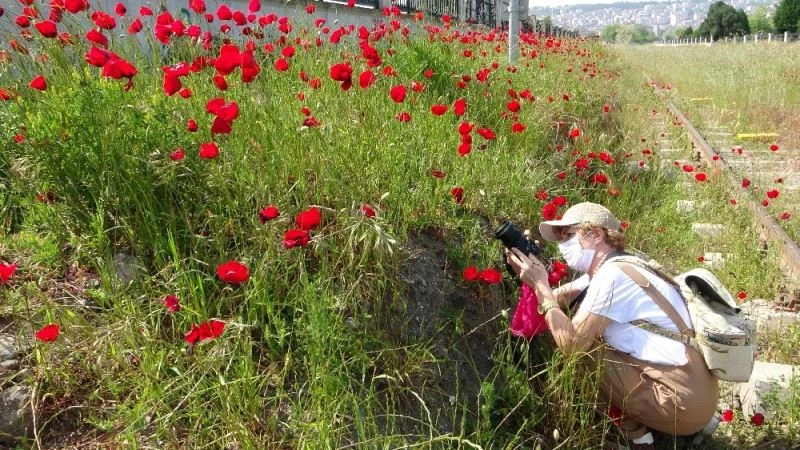 Sokağa çıkmayı fırsat bilip gelinciklerin resimlerini çektiler
