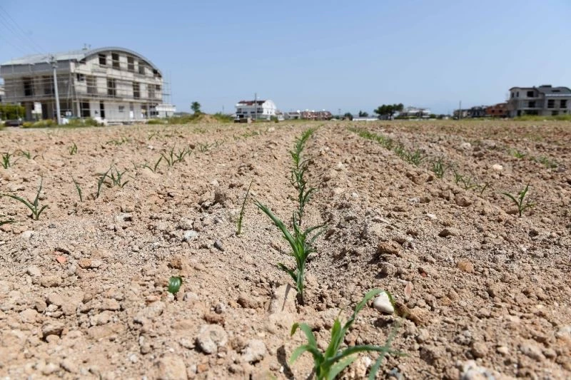 Muratpaşa’nın mısırları yeşerdi
