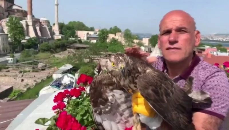 (ÖZEL) Kargaların saldırdığı şahin otele sığındı
