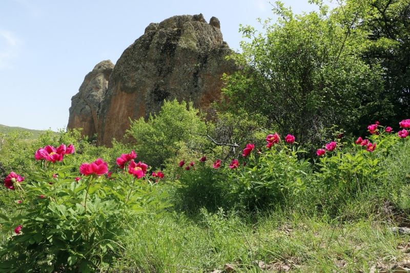 Ömrü sadece 15 gün, güzelliği ise ömre bedel
