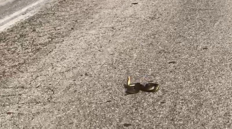 Yola atlayıp can çekişen Kırbaç Yılanı kamerada
