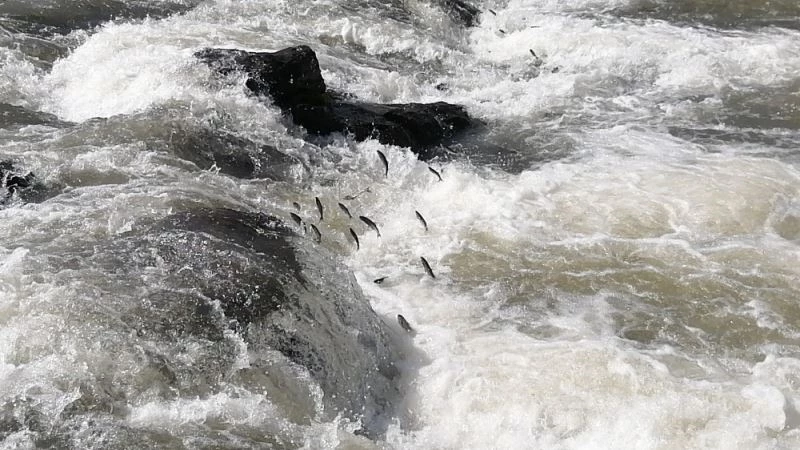 İnci kefalinin muhteşem göçü sessiz başladı
