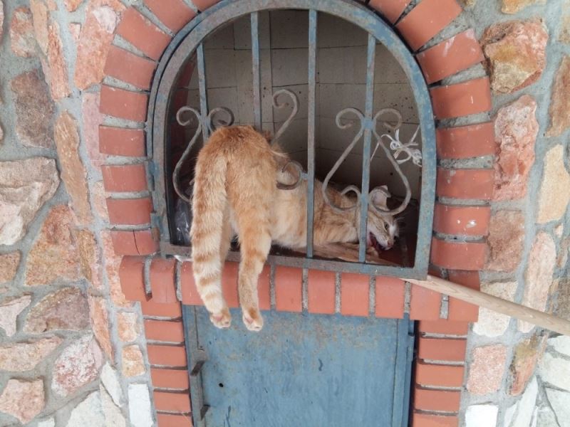 Barbekü bacası demirine sıkışan kediyi itfaiye ekipleri kurtardı
