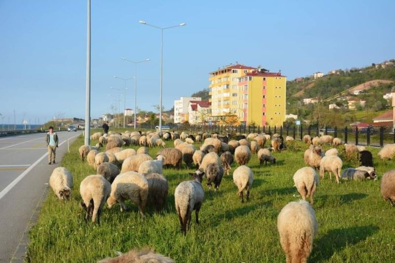 Giresunlu çobanların yayla yolculuğu başladı
