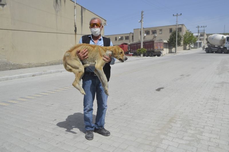 Açlıktan ölmek üzere olan hasta köpek barınağa teslim edildi
