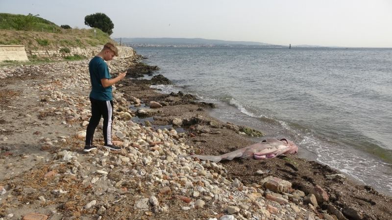 Kırmızı listeyle koruma altına alınan köpek balığı sahile vurdu
