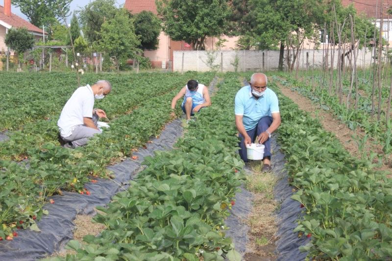 Düzce’de üretilen organik çilekler 1 saatte tükeniyor
