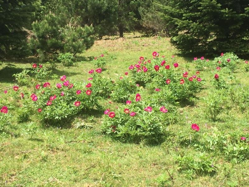 Kazdağları’nda şakayıklar açtı
