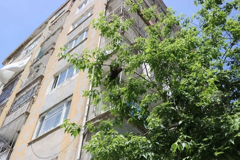 Arılar bina girişindeki ağaca yuva yaptı vatandaşlar paniğe kapıldı
