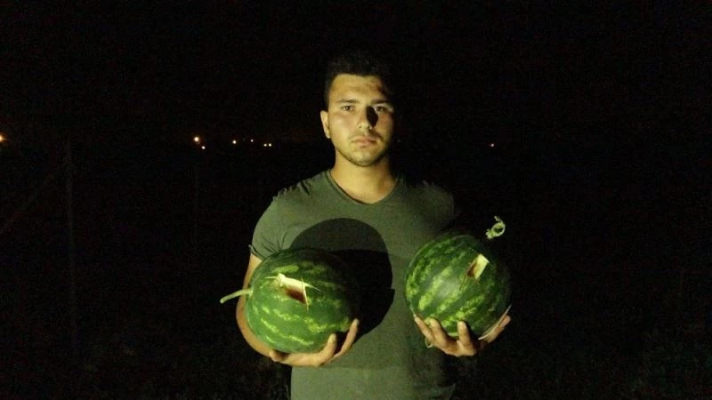 Karpuz tarlasından seçmece hırsızlık
