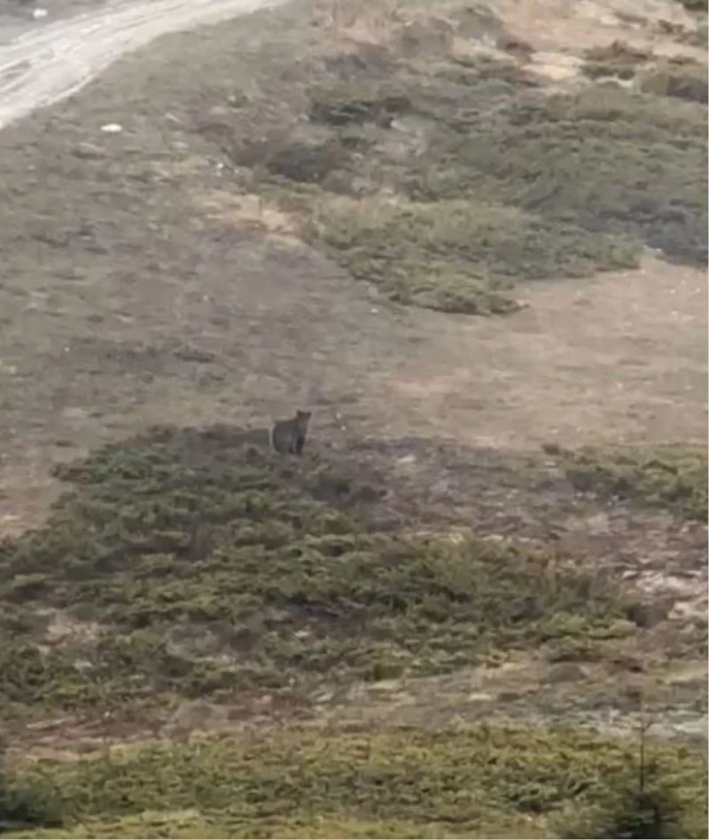 Ilgaz Dağı’nda başıboş gezen ayı, görevlilerin cep telefonuna böyle yansıdı
