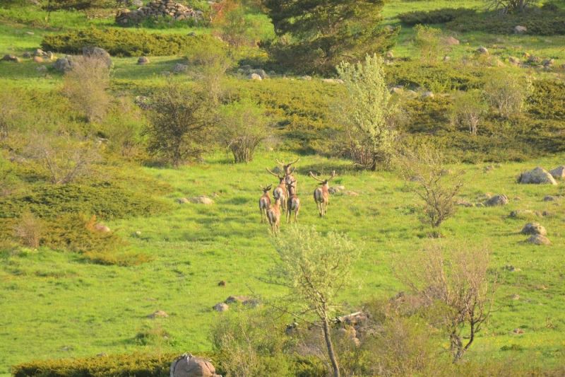 Bolu’da geyik sürüsü doğal yaşamlarında görüntülendi
