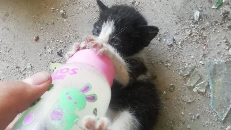 Kediler için ilaç almaya giden öğrenciler döndüklerinde korkunç manzarayla karşılaştı
