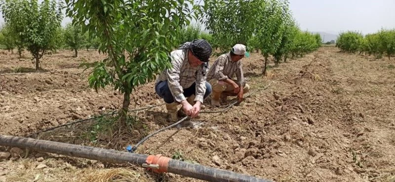 Ödemişli çiftçi damlama sulamaya yöneliyor
