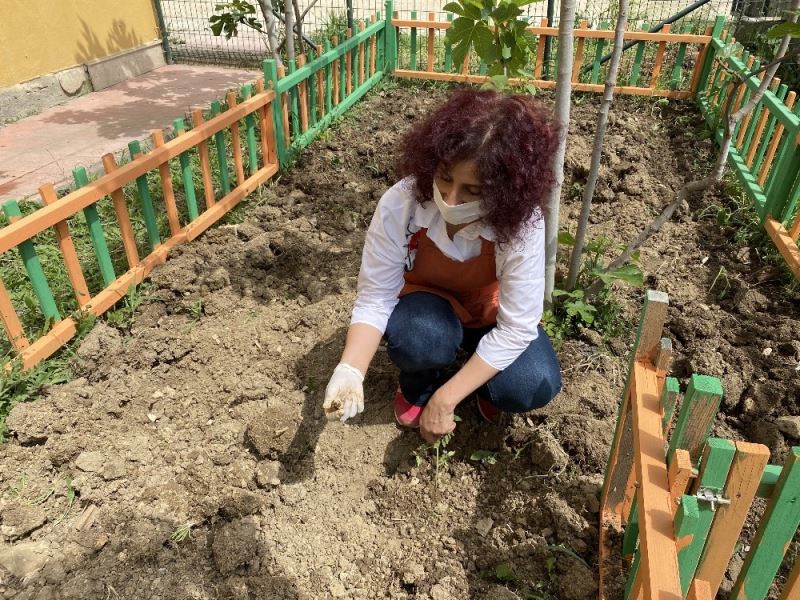 Öğretmenler okul bahçesinde ’ata tohumu’ yetiştiriyor
