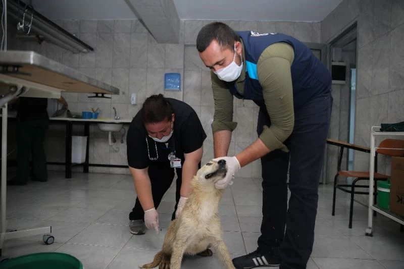 Sincan’da 20 günde 100 köpek kısırlaştırıldı
