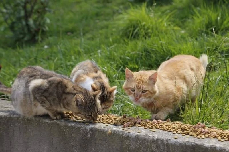 Kartepe’de sokak hayvanları ihmal edilmiyor
