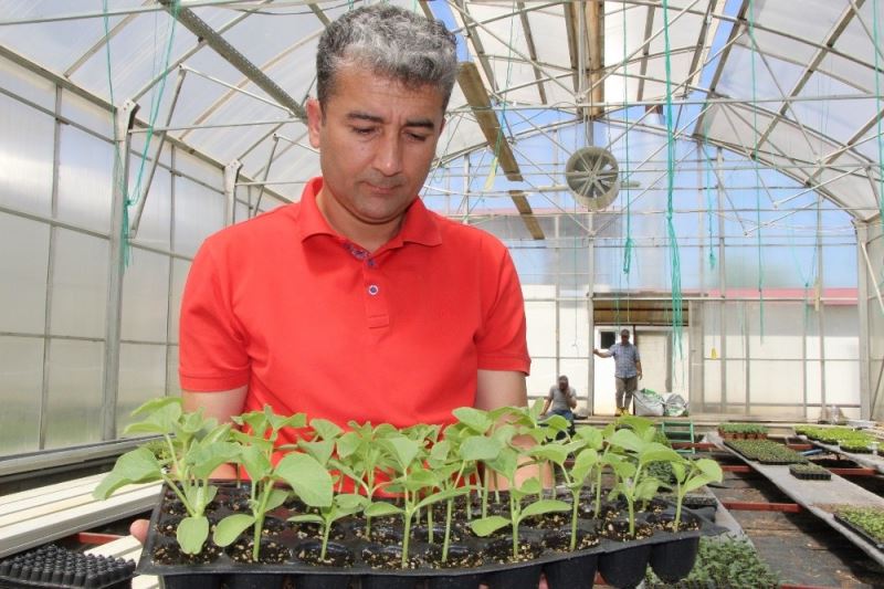 Bingöl’de yerli tohum bereketi, fideler denendikçe talep artıyor
