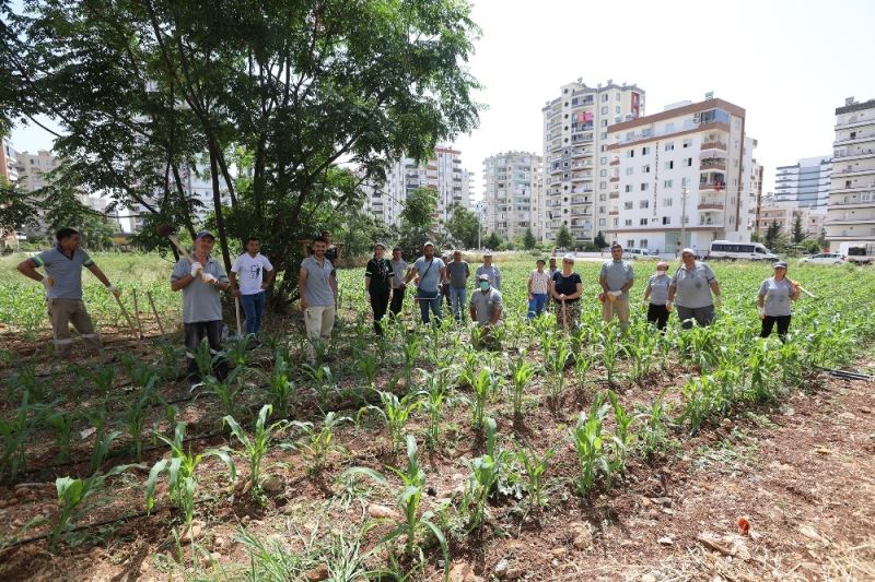 Mezitli’de ’Kent içi tarım projesi’ başarıyla sürüyor
