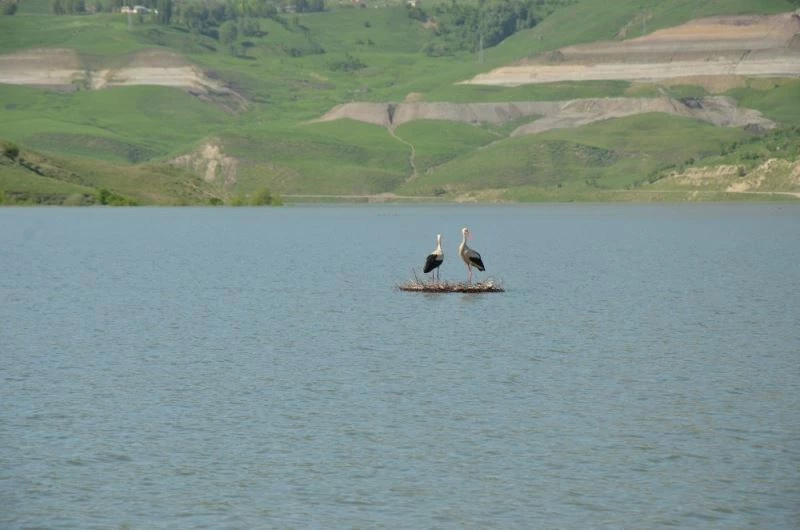 Su seviyesi yükselince yavru leylekler yuvada telef oldu
