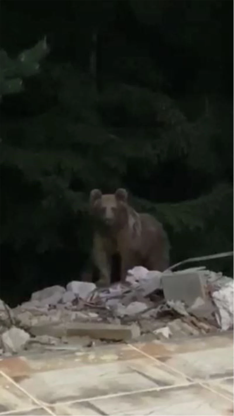 Bir haftadır evinin kapısına gelen ayıyı cep telefonuna kaydetti
