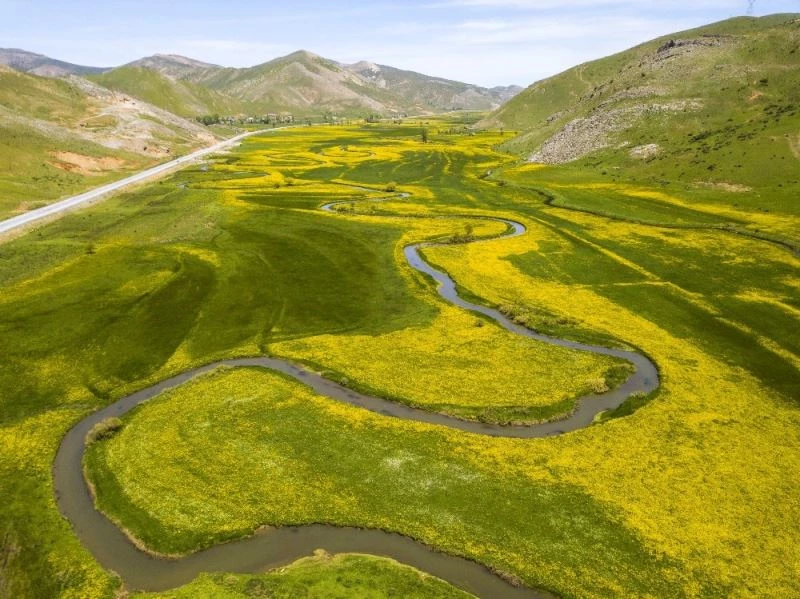 (Özel) Sarı çiçeklerle bezenen menderesler görsel şölen oluşturuyor

