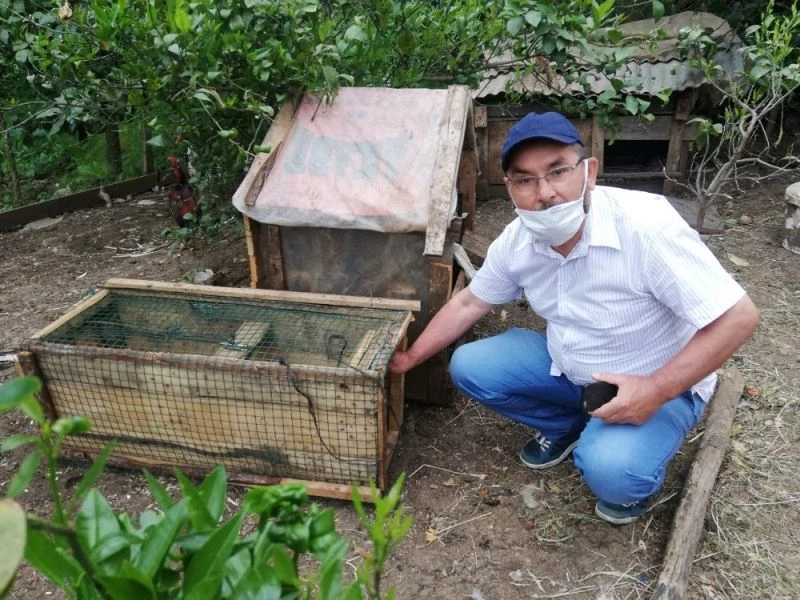 Kümesindeki yumurtaları yiyen sansarı kurduğu düzenekle yakaladı, hesap sordu, sonra doğaya saldı
