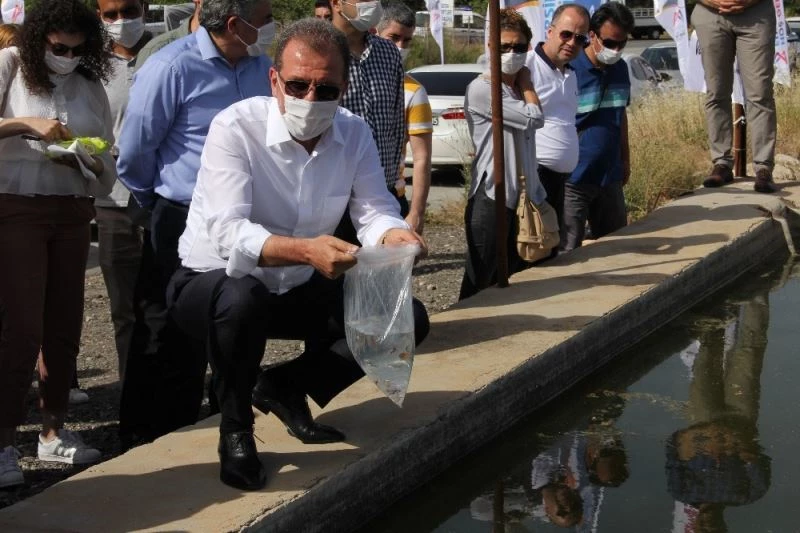 Mersin, sivrisinekleri 