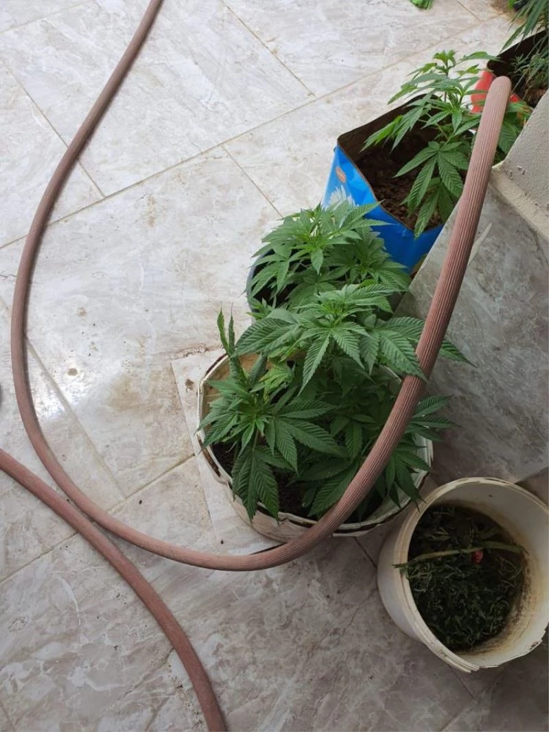 Saksılarda Hint keneviri yetiştirmişler