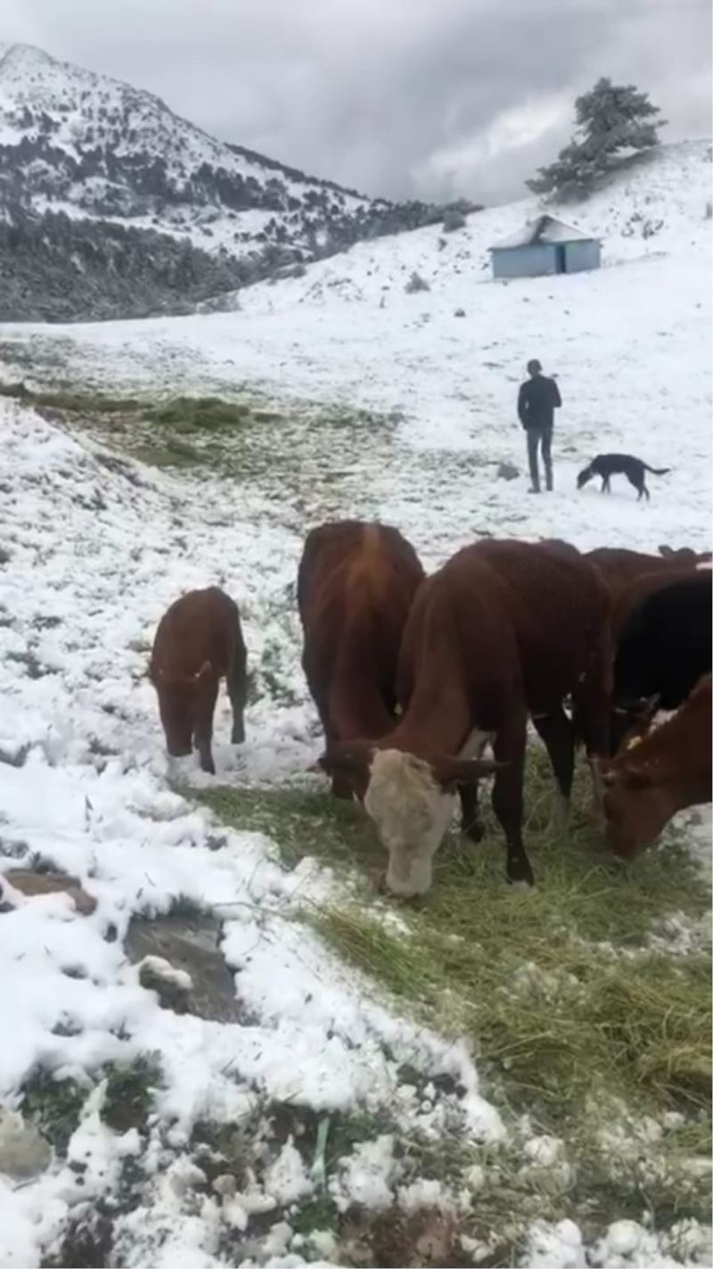 Yaylaya aniden kar yağınca hayvanlarını böyle beslediler
