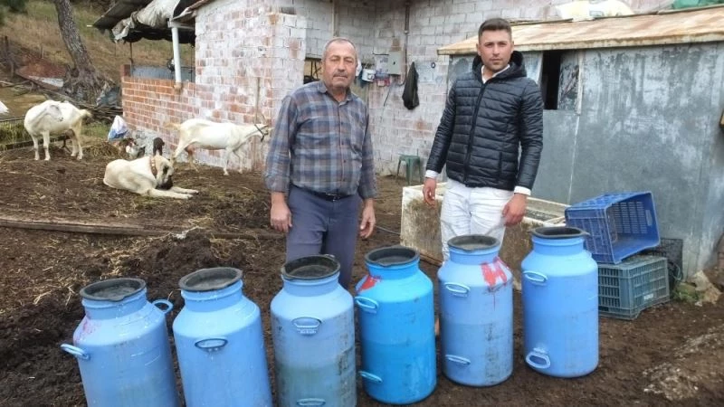 Süt fiyatlarının yükselmesi Saanen keçisine olan talebi arttırdı
