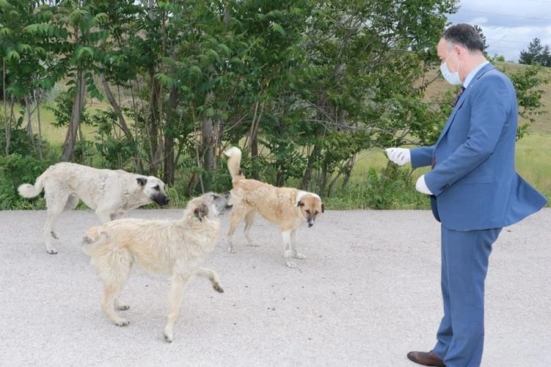 Kırıkkale’de sokak hayvanları beslendi
