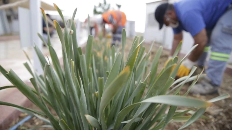 Nesli tükenen kum zambakları koruma altına alındı
