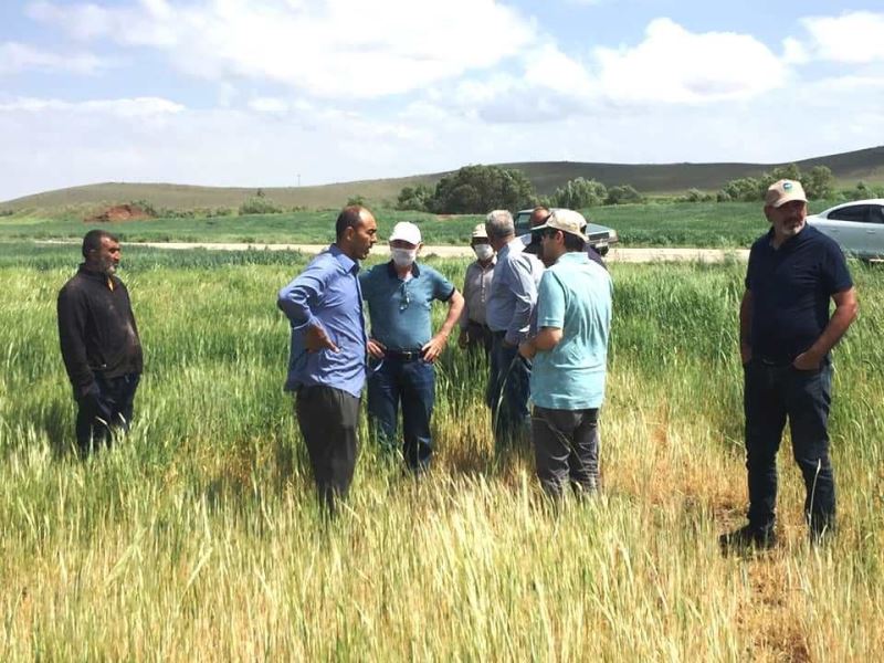 Kulu’da ekili alanlarda cüce virüs hastalığı şüphesi
