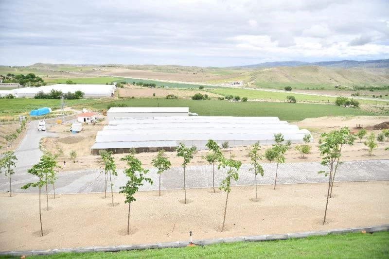 Beypazarı’nda meyve yetiştiriciliğinin önünü açacak dev projede büyük başarı

