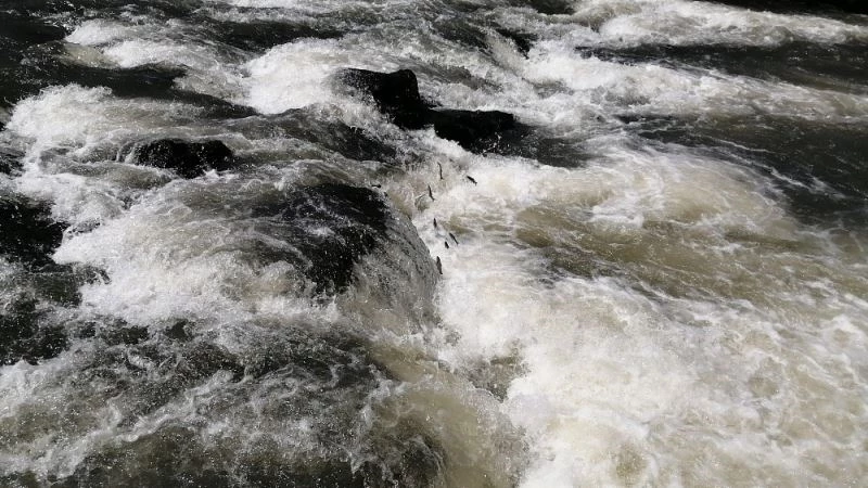 İnci kefali balığını muhteşem göçü devam ediyor
