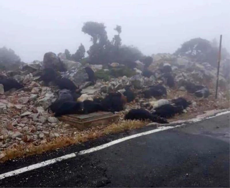 Yıldırım düşmüş keçileri telef olmuştu, Soyer’den destek geldi
