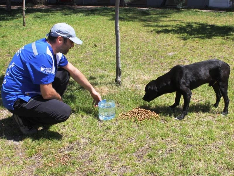 Bayramda sokak hayvanları unutulmadılar