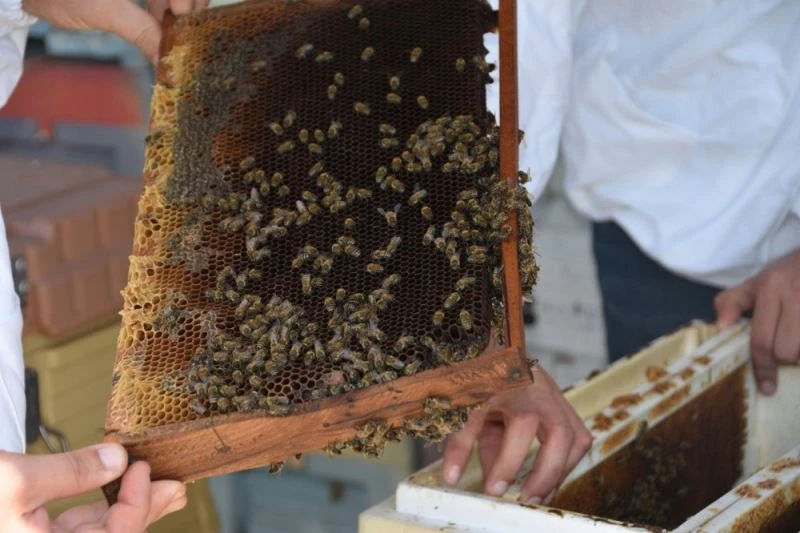 Büyükşehir’den arıcılığa destek
