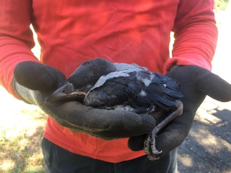 Yuvasından düşen karga yavrusu için seferber oldular
