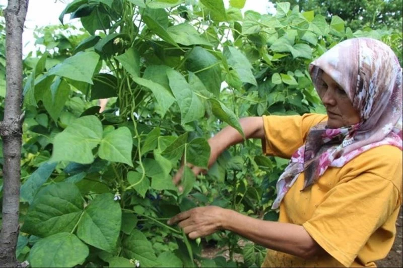 Boncuk fasulye üreticileri bu yıldan umutlu
