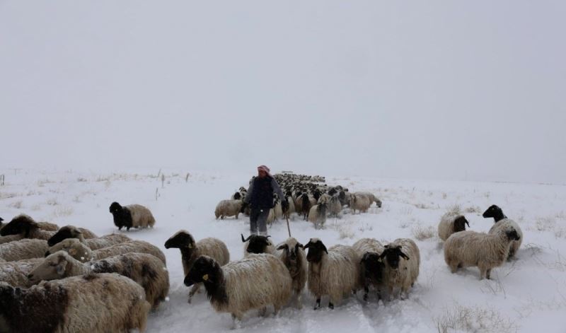 Koyunlarını yaylaya çıkaran vatandaşa Mayıs ayında kar ve tipi sürprizi
