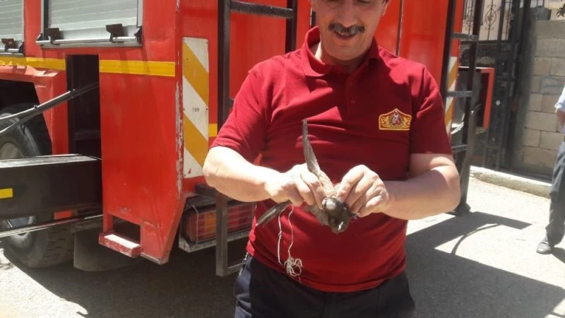 İpe takılan ebabil kuşu kurtarıldı
