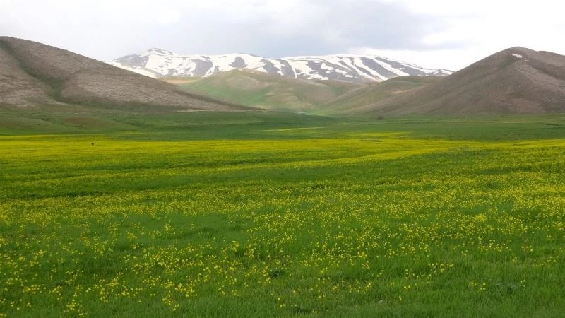 Sarıya bürünen yaylalar cezbediyor
