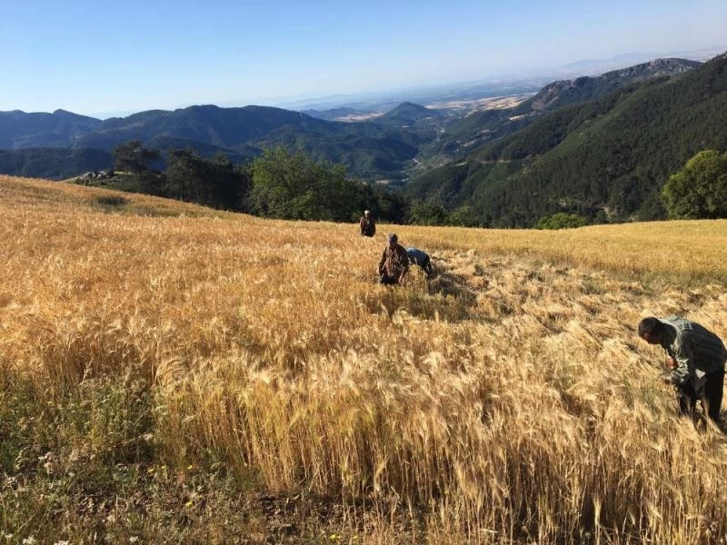 Çukurova’da biçerdöver, kırsalda orakla hasat
